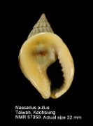 Nassarius pullus (2)